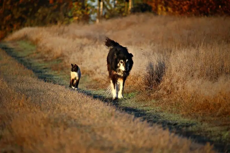 Border Collie with cats in the same home.
