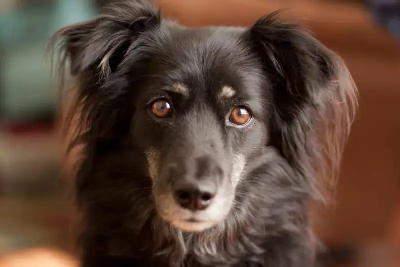 Border Collie grooming needs.