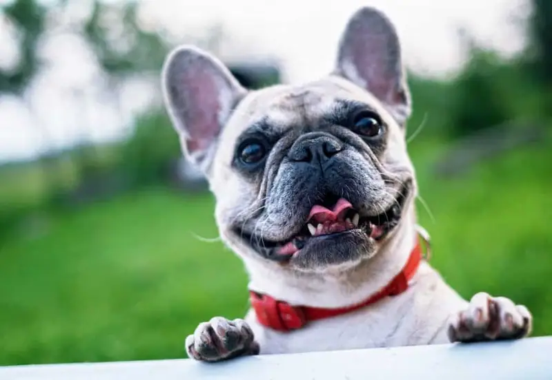 Cute picture of a small lap dog.