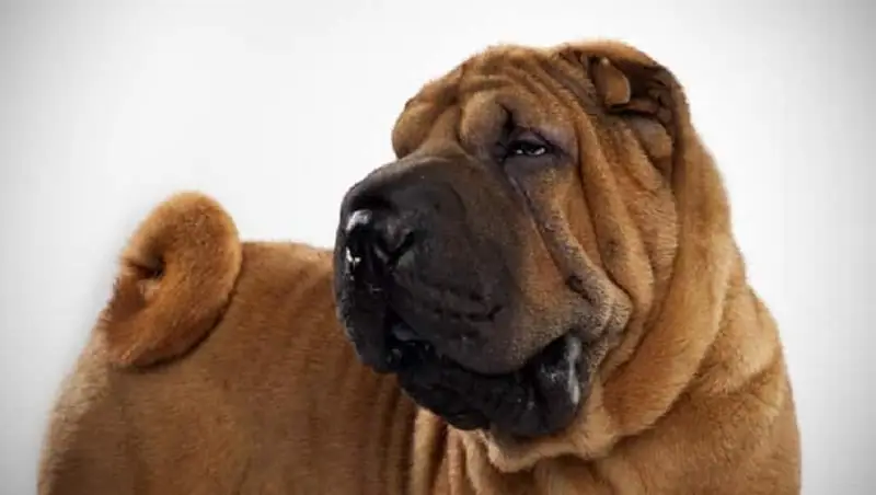 Best dogs that don’t bark.
