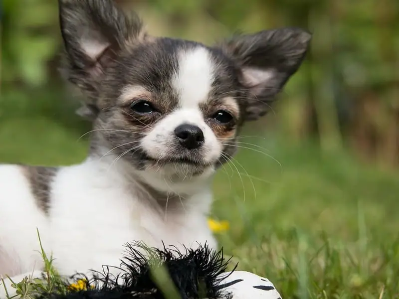 One of the least shedding dog breeds that are small.
