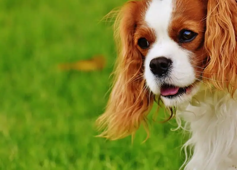 Small breeds that make the perfect lap dog.