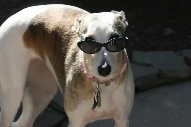 Whippets are dogs that don’t shed.