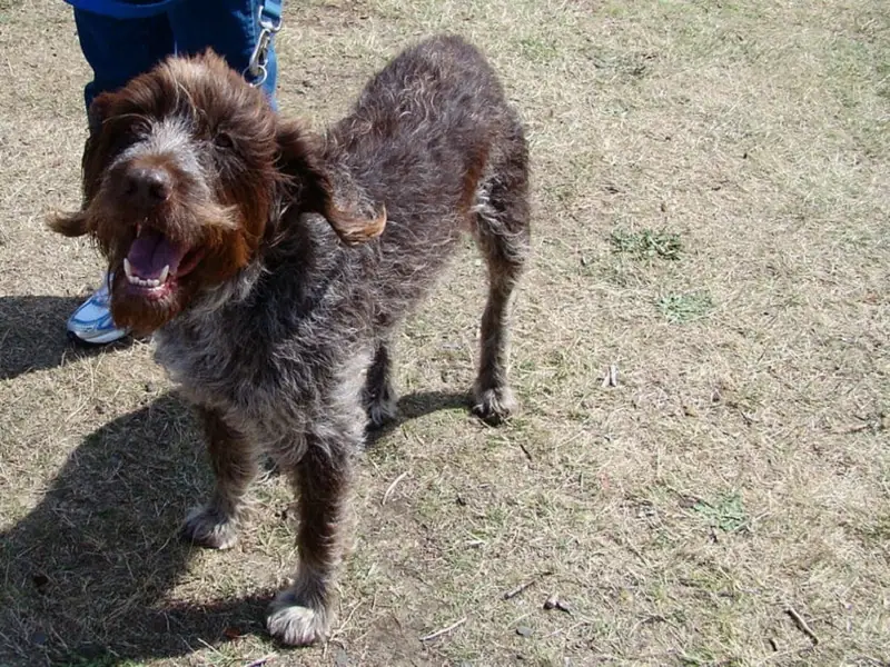 Top dogs that shed very little.