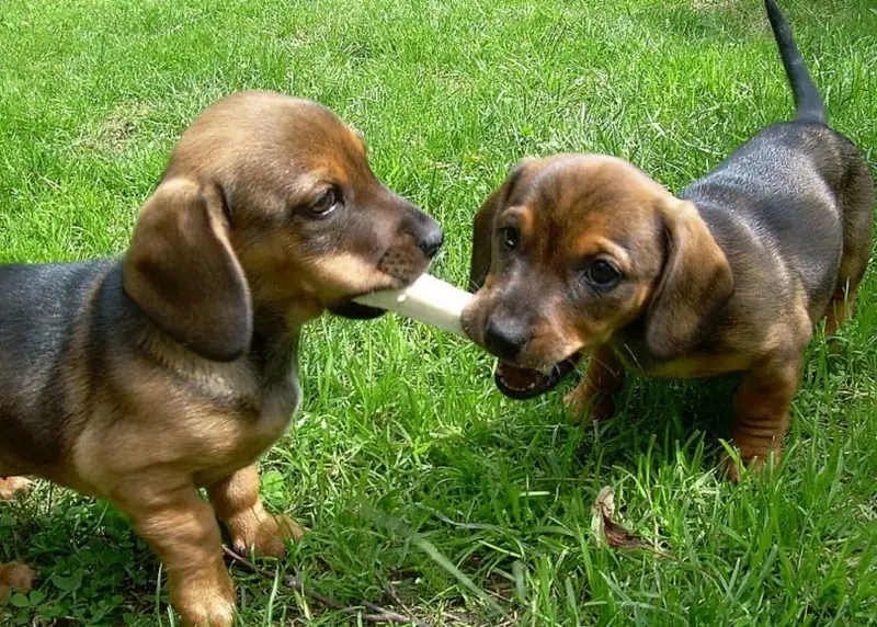 Picture of two small dogs that don’t shed.