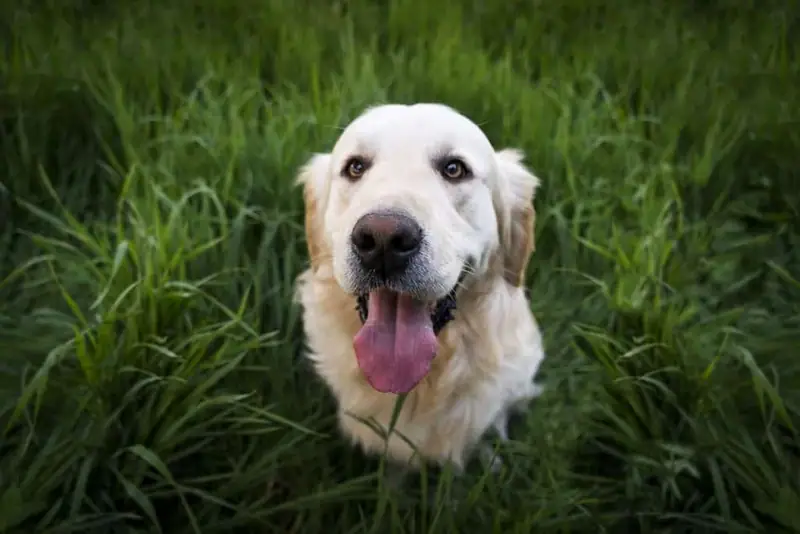 Quiet dogs that don’t bark 