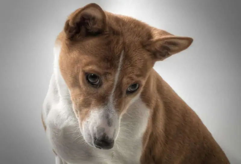 Best dog breeds that are quiet.
