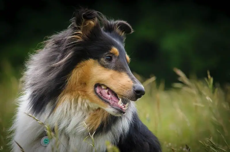 Incredibly loyal dog breeds.
