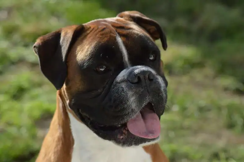 Large loyal breeds of dogs.