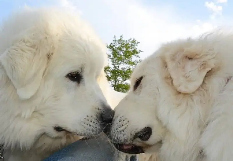 A stunning image of a loyal dog breed.