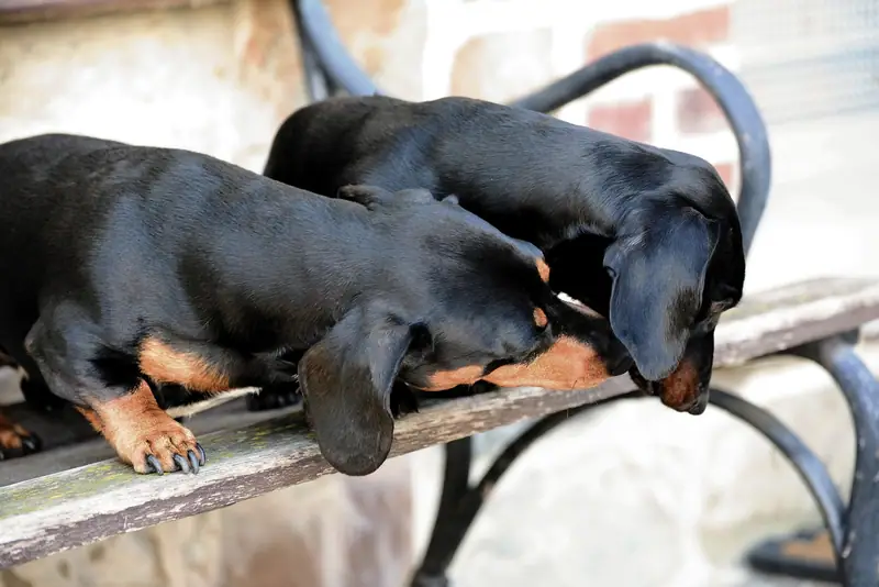 Two pals hanging out with each other on a bench.