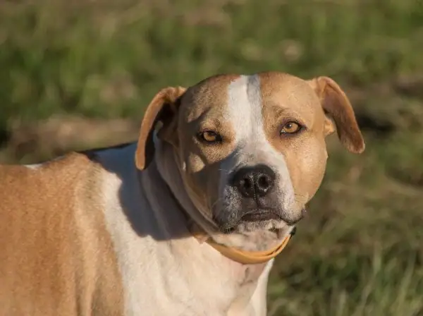 A beautiful American Staffy takes a break from playtime to pose for a picture.