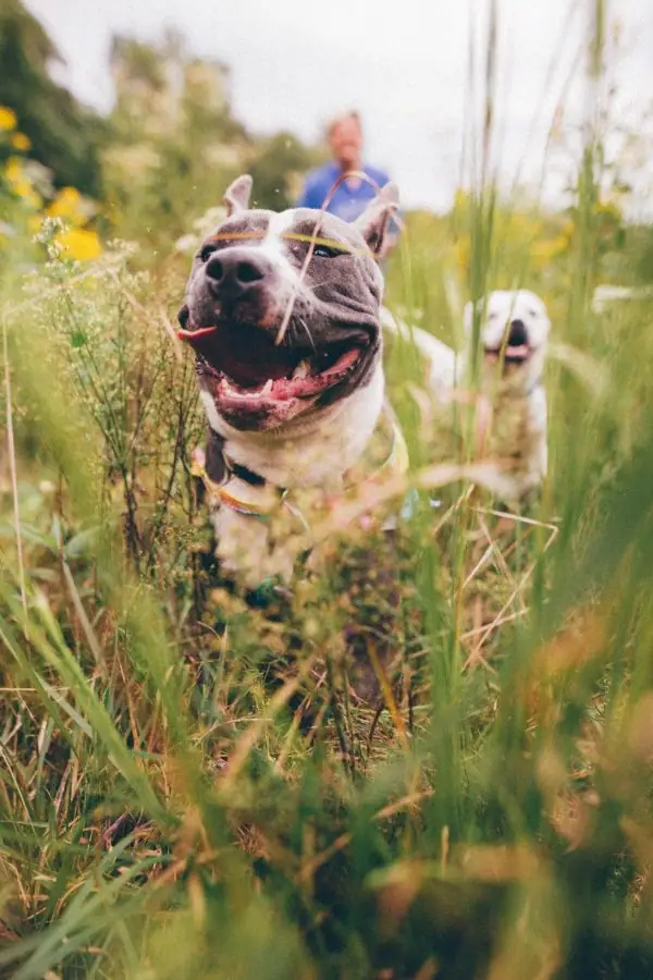 Two dogs running through tall weeds and grass while they play with each other.