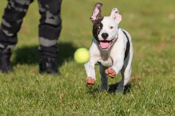 An adorable American Bully puppy playing with a tennis ball.