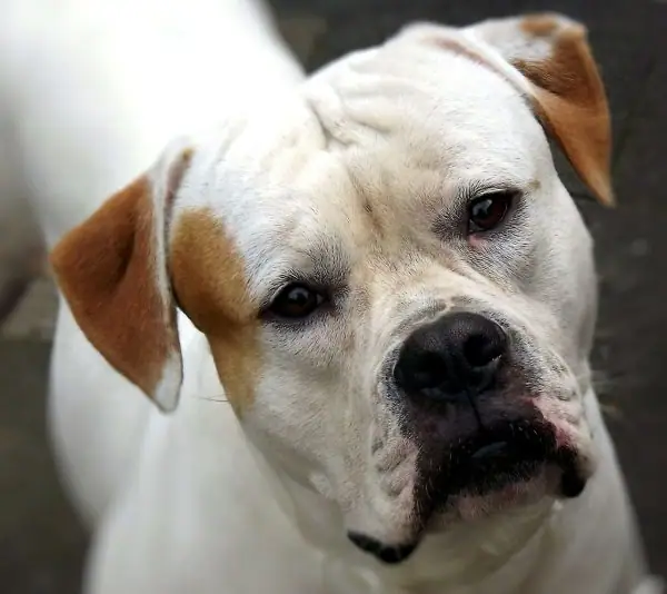 A close up photo of and Ambull with a titled head that’s curiously looking at the camera.