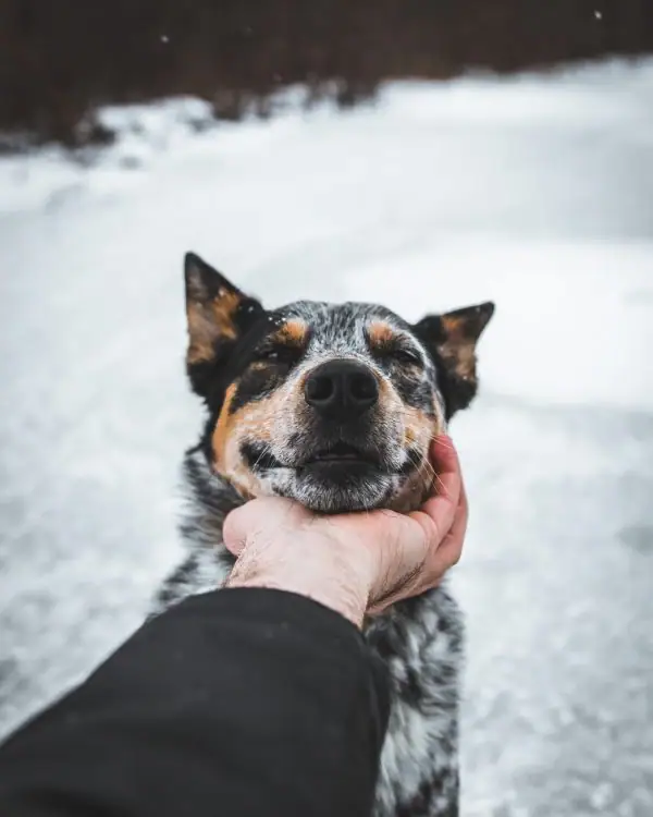An older blue heeler smiling gently while posing for a picture.
