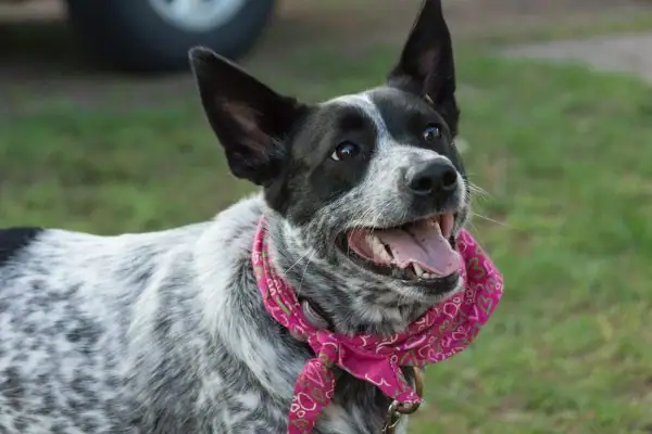A Queensland Heeler wearing a pink bandana around its neck.