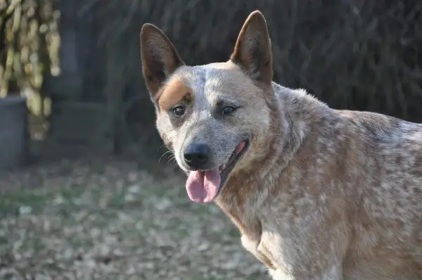 A dog with blue spots looks sideways towards a camera.