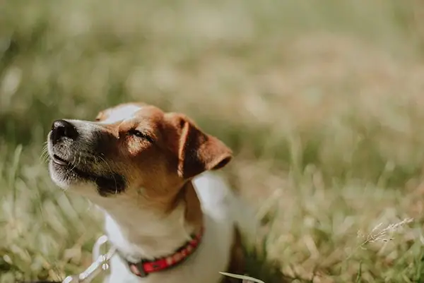 A dog soaking up some sun while it lays on the ground.