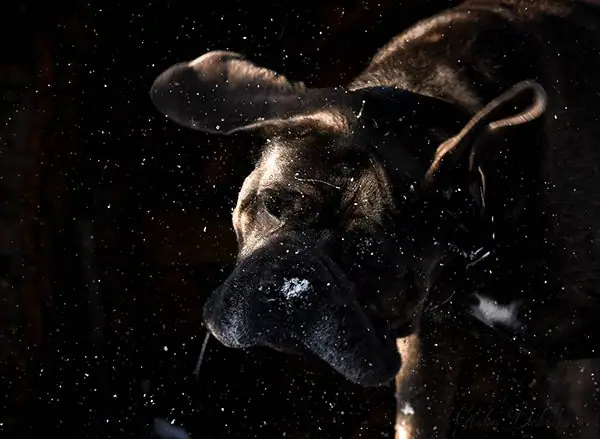 Drool flies from a dogs mouth as it shakes it head.