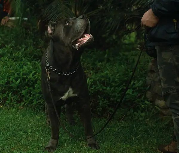 A black dog being trained to be comfortable with a leash and collar.
