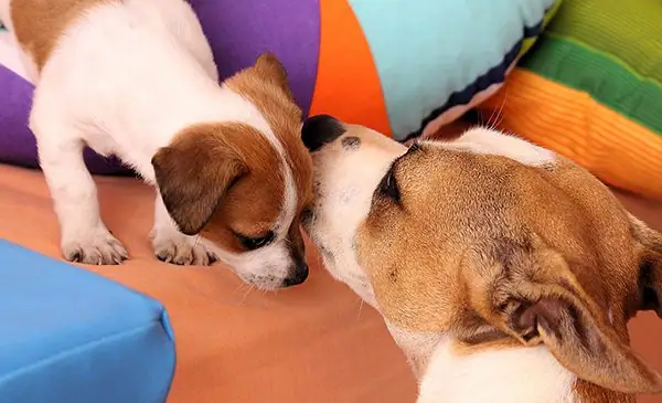An adult dog lovingly checks in on its puppy that is on a couch.