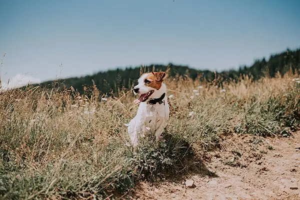 A happy dog sits on the ground smiling with plants and bushes in the background.