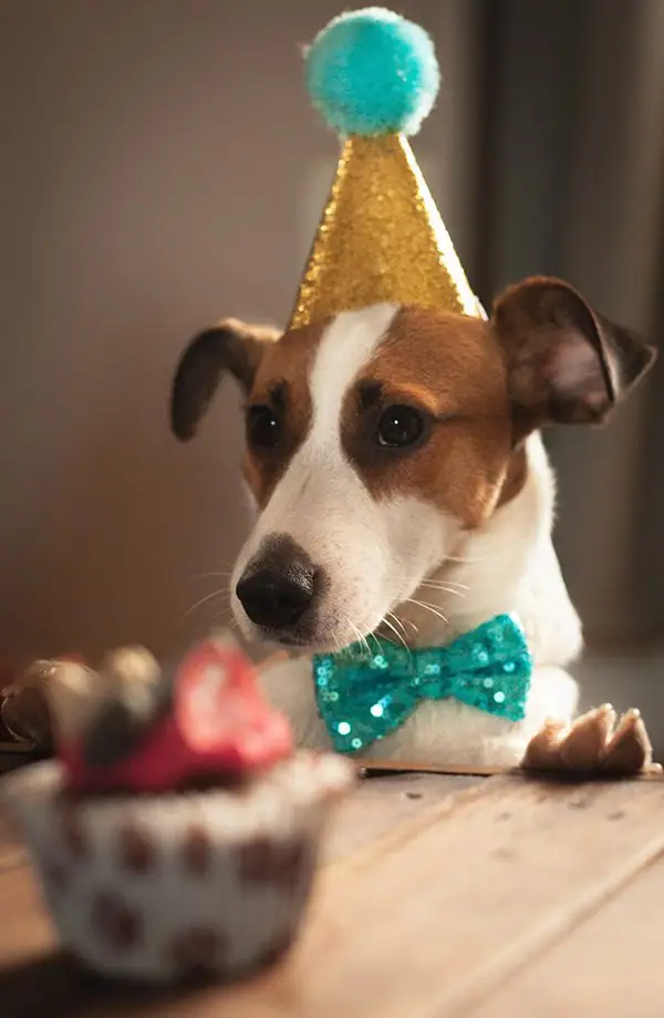 A dog celebrates its birthday after coming home from a rescue.