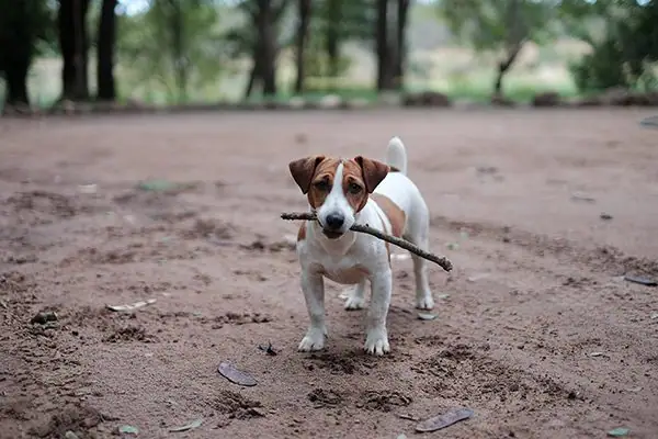 A mid size pooch standing happily with a stick in its mouth.
