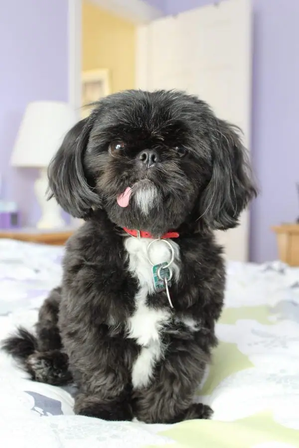 Close up photo of a black dog with its tongue slightly sticking out.