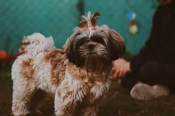 A cute photo of a dog wearing the hair on its head in a small ponytail.