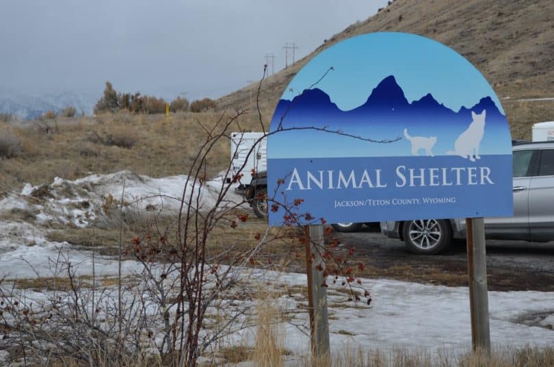 Teton County Animal Shelter Jackson Hole - Lens And Leash