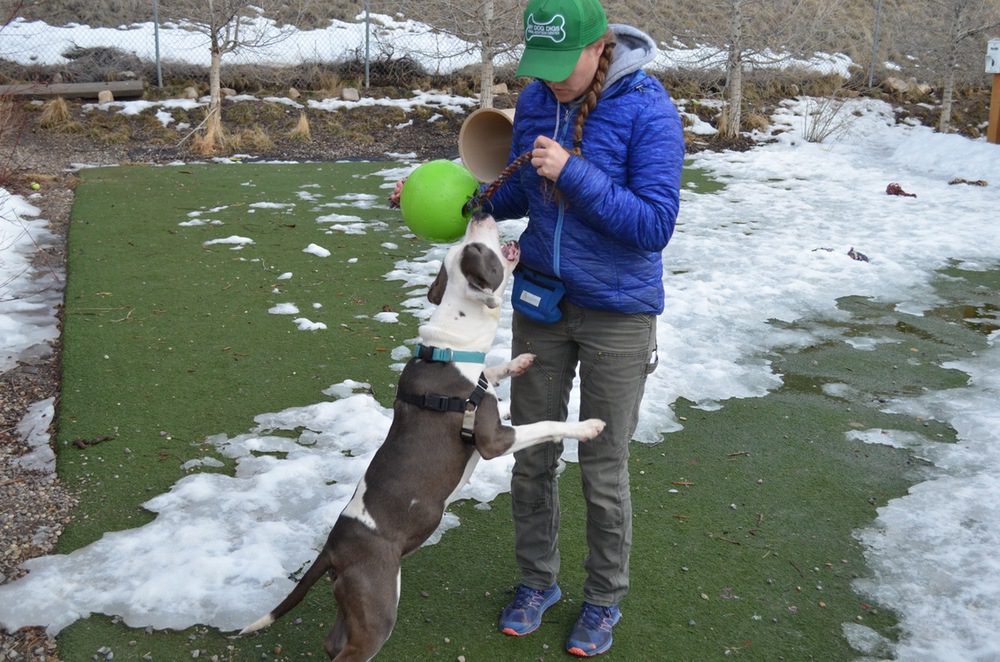 Trainer Tips - Stop Your Dog From Jumping Up - Lens And Leash