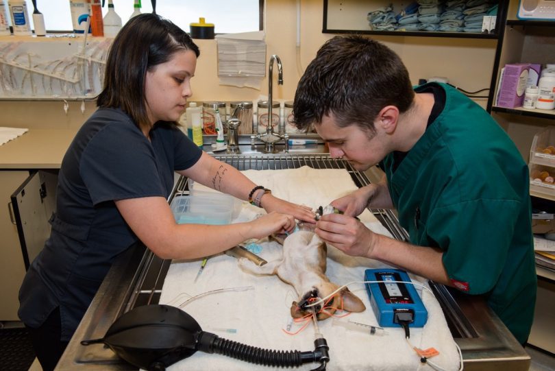 Seattle Animal Shelter Lens And Leash