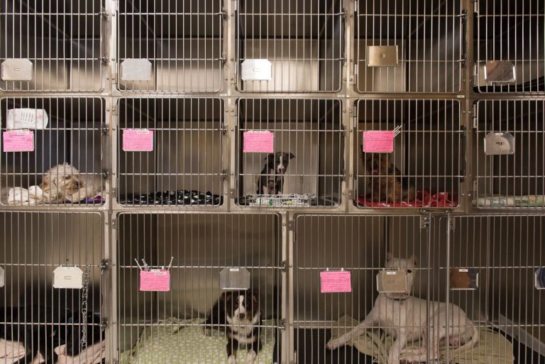 Seattle Animal Shelter Lens And Leash