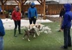 A dog trainer working with two dogs with over-stimulation issues.