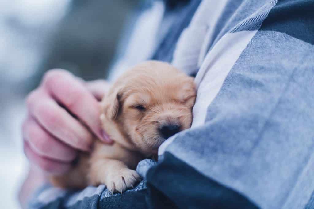 Biting, Bullying, And Aggressive Behavior In Puppies