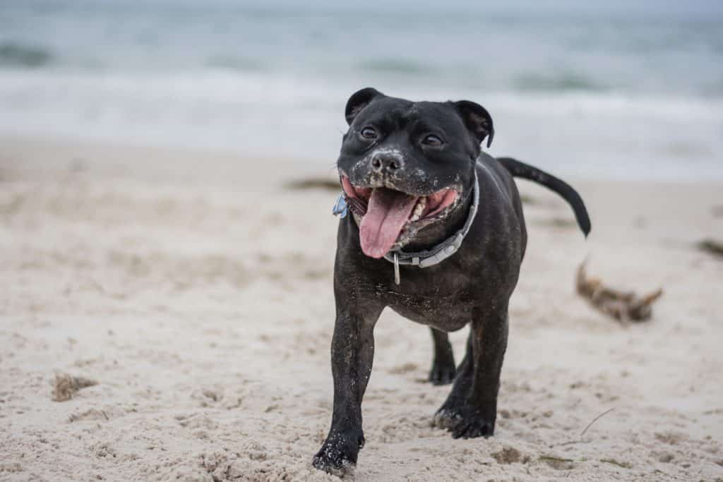 10 Things You Need To Know Before Adopting An American Pit Bull Terrier Lens And Leash