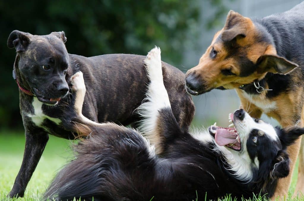 10 facts to know about Border Collies