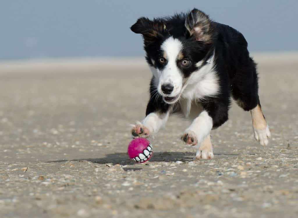 10 things to know about adopting a Border Collie.