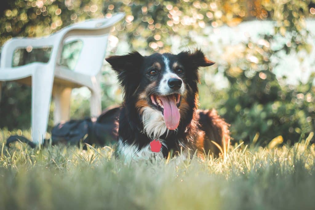 Border Collie health concerns to watch for.