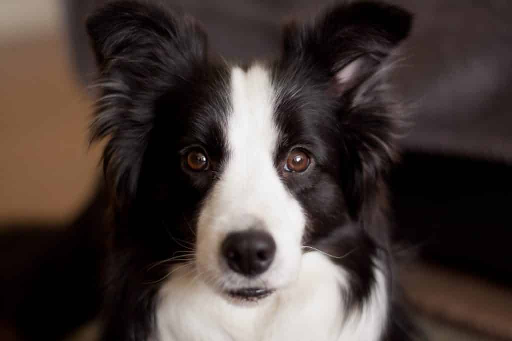 Facts about Border Collies intelligence.