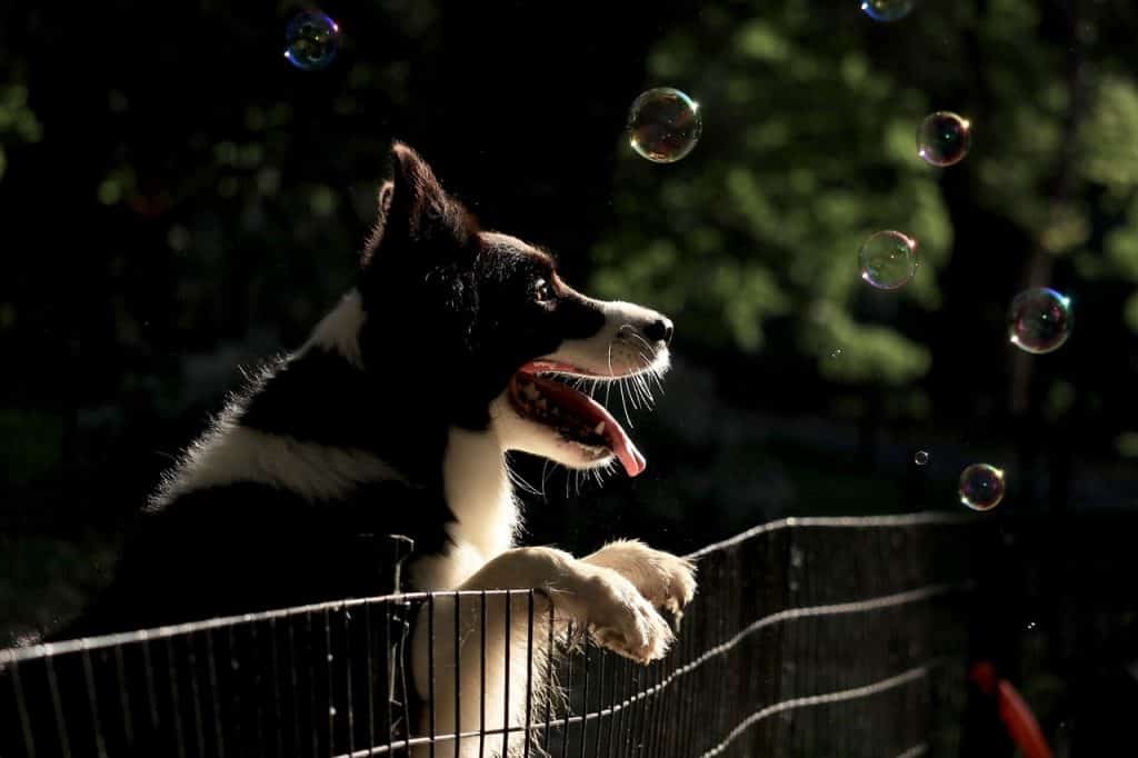 Know these things before adopting a Border Collie.