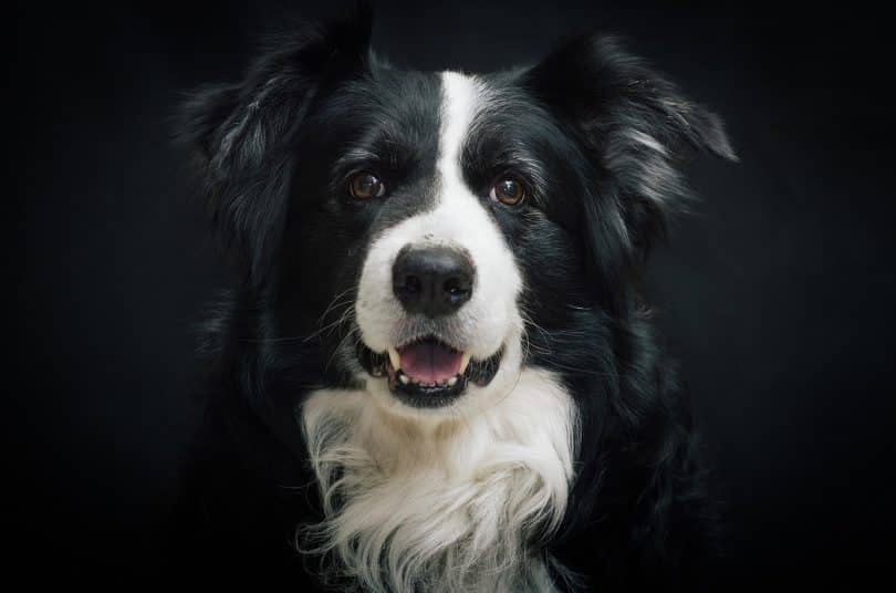 Things you need to know before adopting a Border Collie.