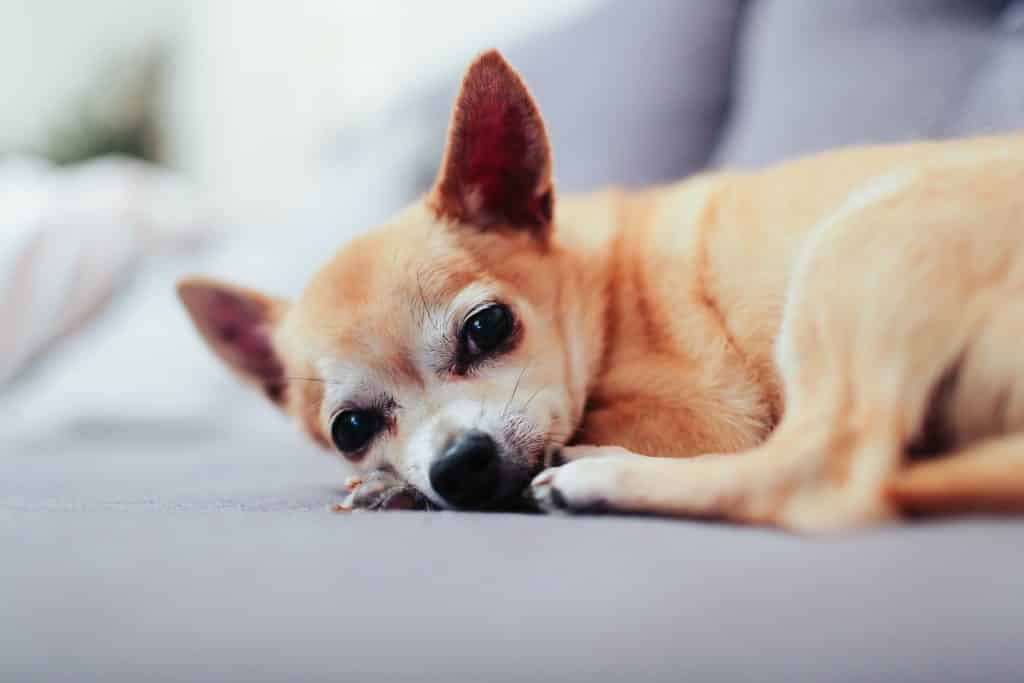 Know common Chihuahua health problems.