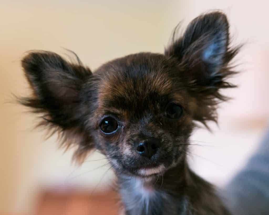 Short haired and long haired Chihuahua.