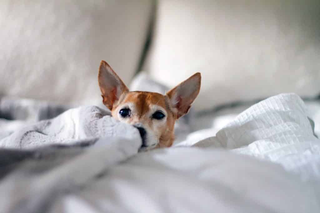 Understanding Chihuahua behavior.