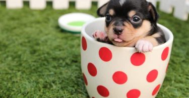 Know These Things Before Adopting A Chihuahua