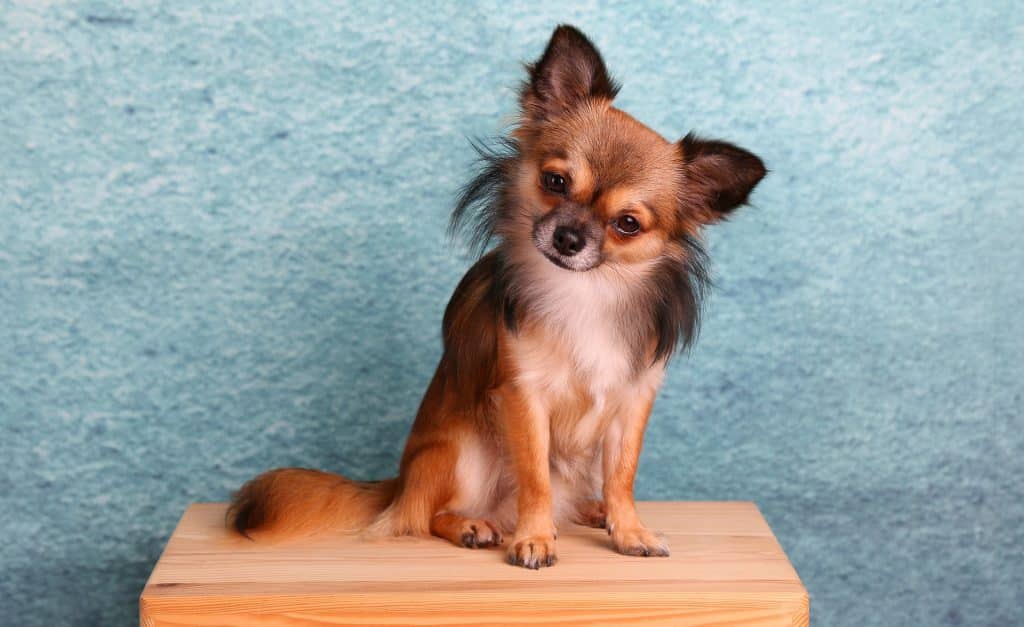 Messes may occur with Chihuahua shedding.
