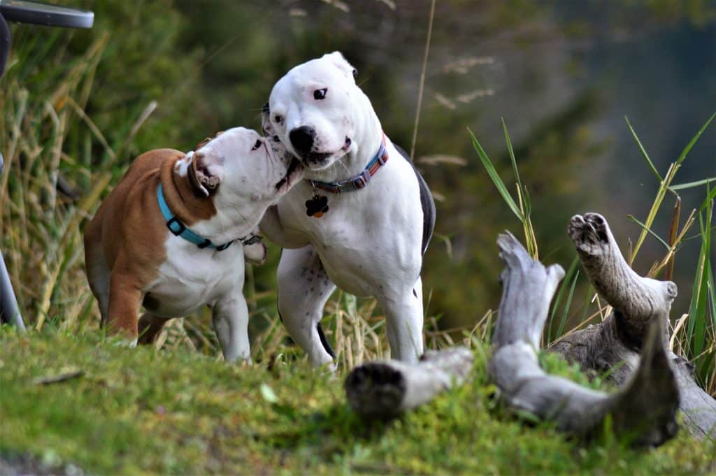 Know tolerance level before putting Pitbull with other dogs.